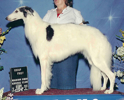 Top Conformation Borzoi All-Breed 2002